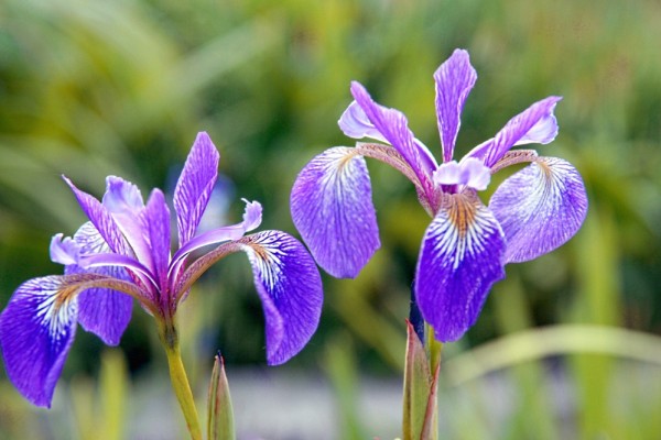 Iris versicolor `Light Blue` - Verschiedenfarbige Schwertlilie
