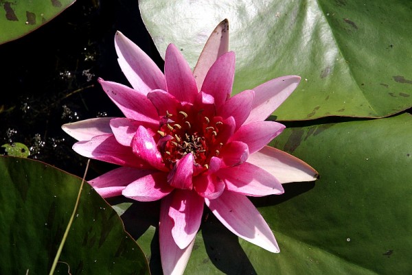 Nymphaea `Marliacea Flammea` - Winterharte Seerose