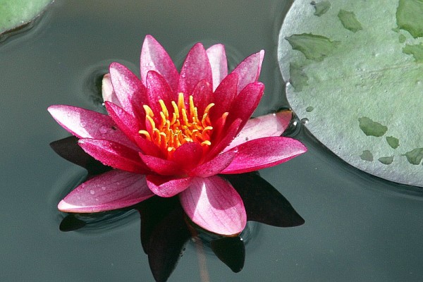 Nymphaea `Atropurpurea` - Winterharte Seerose