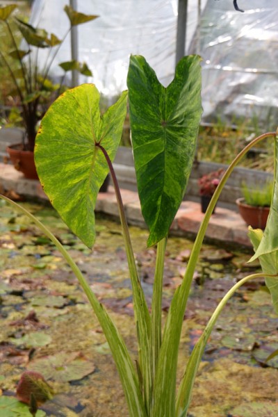 Colocasia esculenta `Lime Aide` - Taro