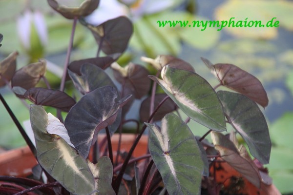 Colocasia esculenta `Tropical Storm` - Taro