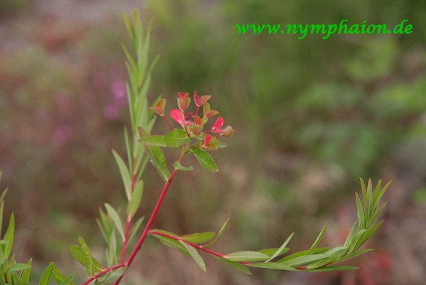 Euphorbia palustris 'Walenburgs Glorie' - Sumpfwolfsmilch