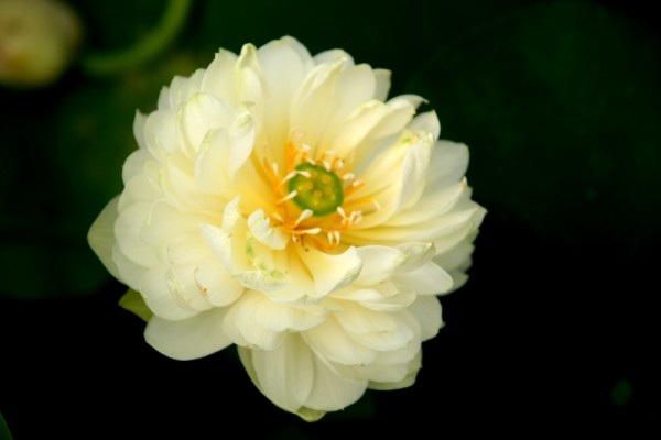 Nelumbo `Goldene Pfingstrose` - Lotosblume