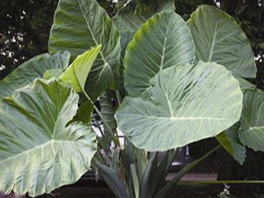 Colocasia esculenta `Thailand Giant` - Taro