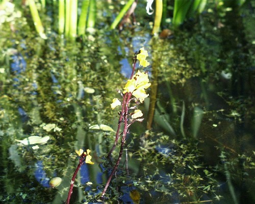 Utricularia vulgaris [L.] - Gemeiner Wasserschlauch