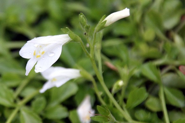 Mazus reptans `Albus` - Lippenmäulchen