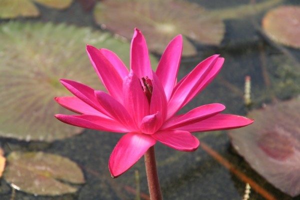 Nymphaea `Jennifer Rebecca` - Tropische Seerosenknolle