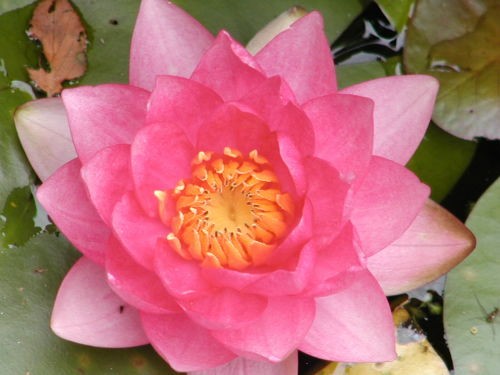 Nymphaea `Madame Wilfron Gonnère` - Winterharte Seerose