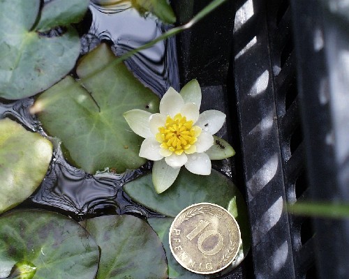 Nymphaea tetragona [Georgi] - Nordische Seerose