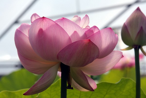 Nelumbo `Rosa Turm` - Lotosblume