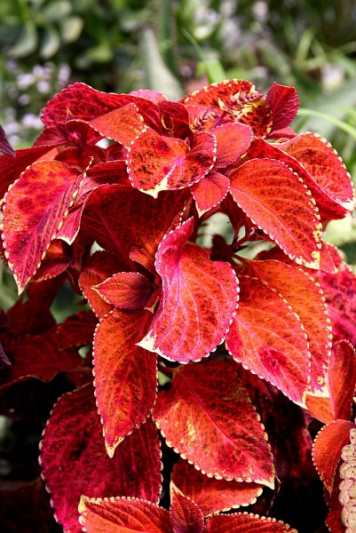 Solenostemon `Autumn Rainbow` - Buntnessel