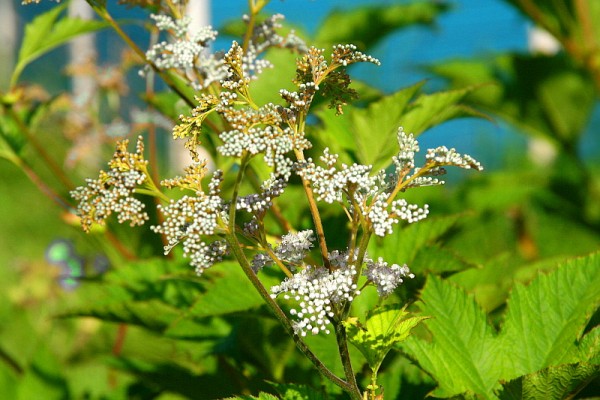 Filipendula ulmaria `Aurea` - Gelblaubiges Mädesüß