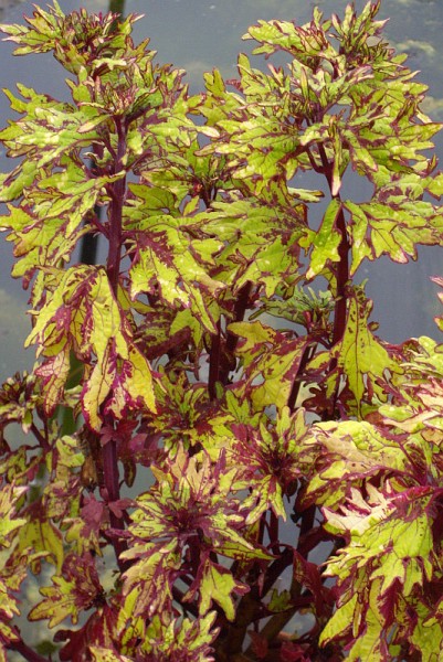 Solenostemon `Augsburg` - Buntnessel