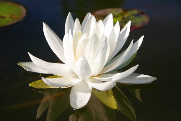 Nymphaea `Caroliniana Nivea` - Winterharte Seerose