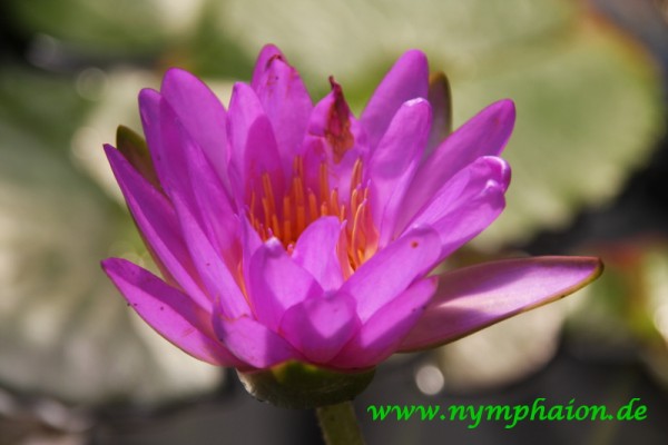 Nymphaea `Siam Purple 2` - Winterharte Intersubgenerische Seerose