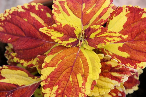 Solenostemon `Freckles` - Buntnessel