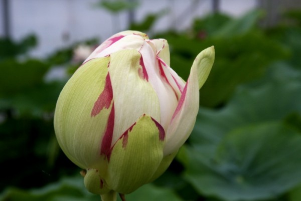 Nelumbo `Alba Striata`- Lotosblume