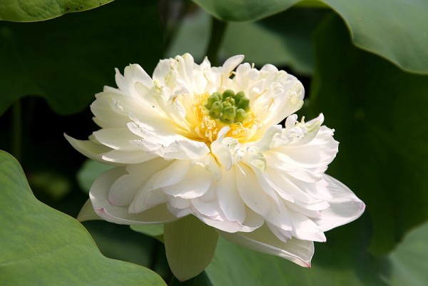 Nelumbo `Goliath` - Lotosblume