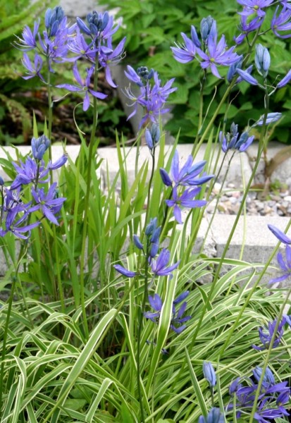 Camassia quamash `Blue Melody`- Prärielilie