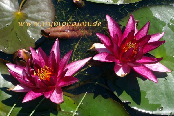 Nymphaea `Perry`s Red Wonder` - Winterharte Seerose