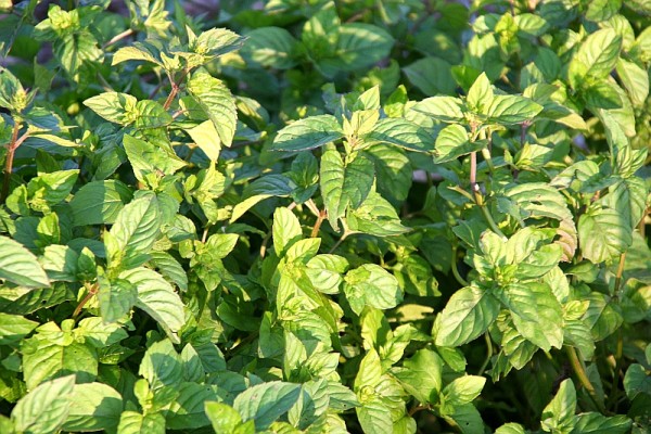 Mentha x piperita var. citrata `Bergamotte`- Bergamotte-Minze