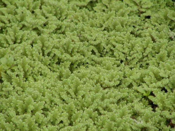 Azolla caroliniana [Willd.] - Feenmoos-GROßPORTION