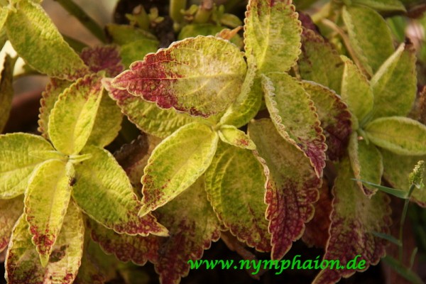 Solenostemon `Glennis`