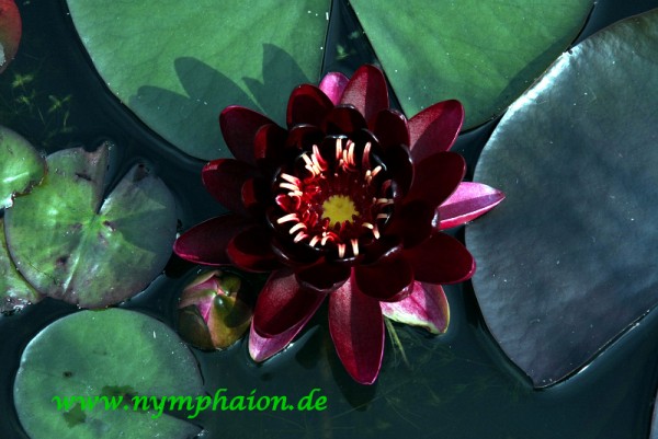 Nymphaea `Black Princess` - Winterharte Seerose