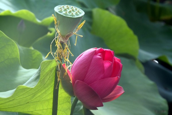 Nelumbo `Robin` - Lotosblume