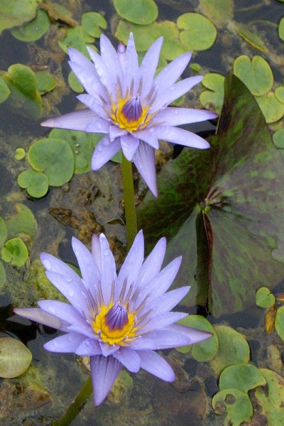 Nymphaea `Anconas` - Tropische Seerose