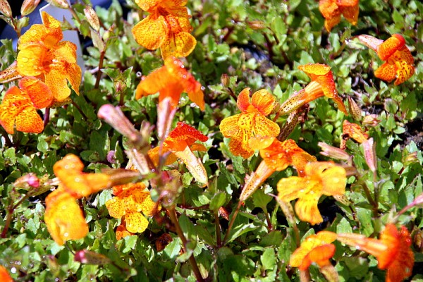 Mimulus Hybride Orangerot