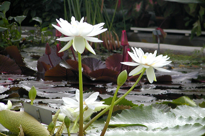 Nymphaea-Albert-de-Lestange-01