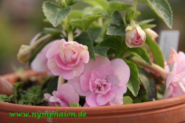 Achimenes `Double Pink Rose` - Schiefteller