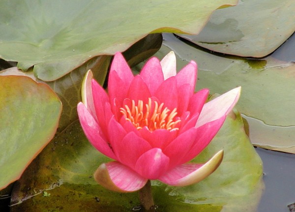 Nymphaea `Escarboucle` - Winterharte Seerose