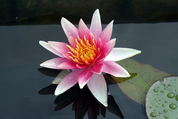 Nymphaea `Pam Bennett` - Winterharte Seerose