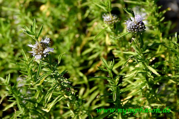 Mentha cervina 'Alba' - Weiße Hirschminze