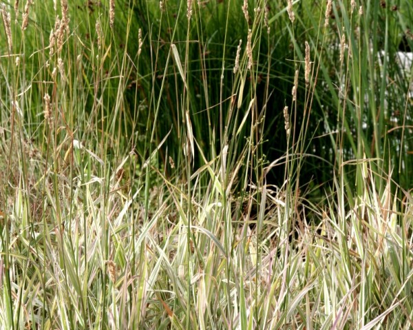 Phalaris arundinacea `Feesey` - Rohrglanzgras `Feesey`