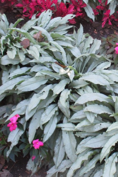 Pulmonaria Hybride `Majeste' - Lungenkraut