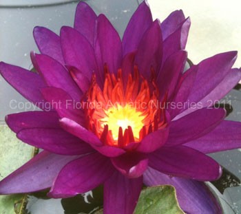 Nymphaea `Purple Fantasy` - Winterharte Intersubgenerische Seerose