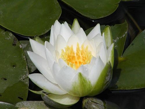 Nymphaea tuberosa `Richardsoni - Winterharte Seerose