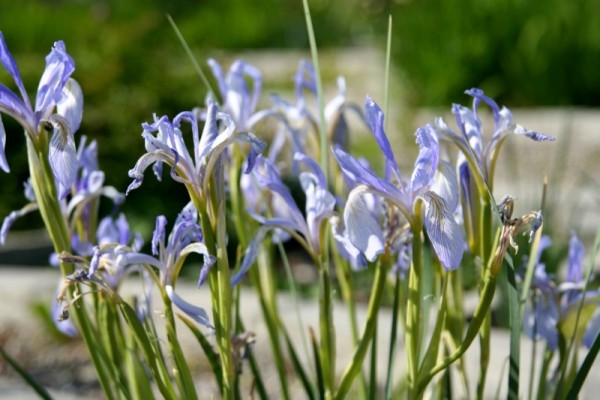 Iris missouriensis - Missouri-Wiesenschwertlilie