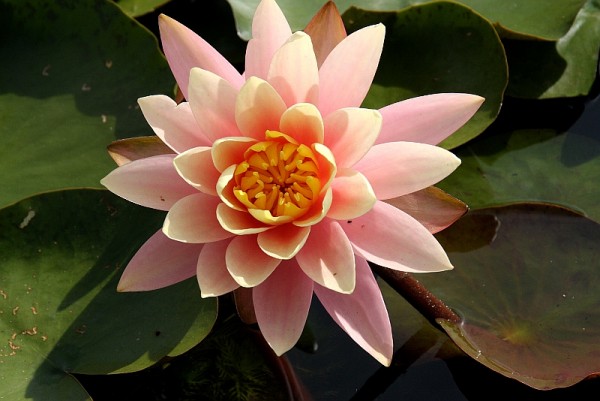 Nymphaea `Pink Grapefruit` - Winterharte Seerose