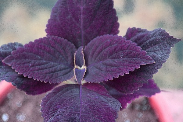 Solenostemon `Black Prince` - Buntnessel