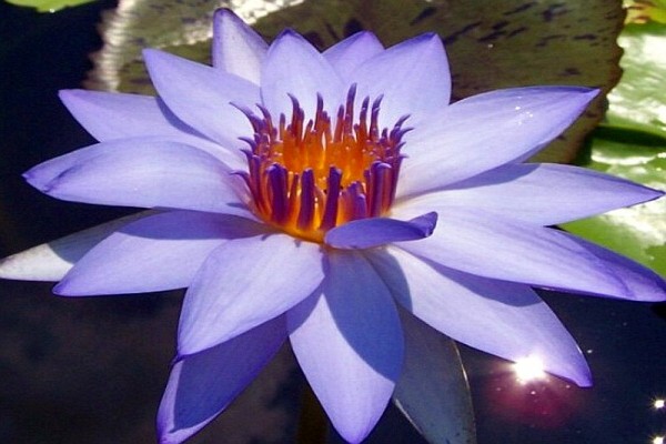 Nymphaea `BluBop` - Tropische Seerosenknolle