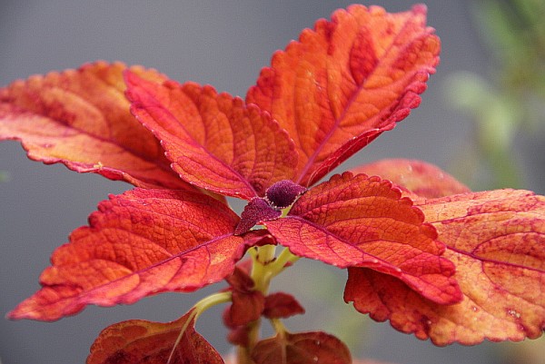 Solenostemon `Sedona` - Buntnessel