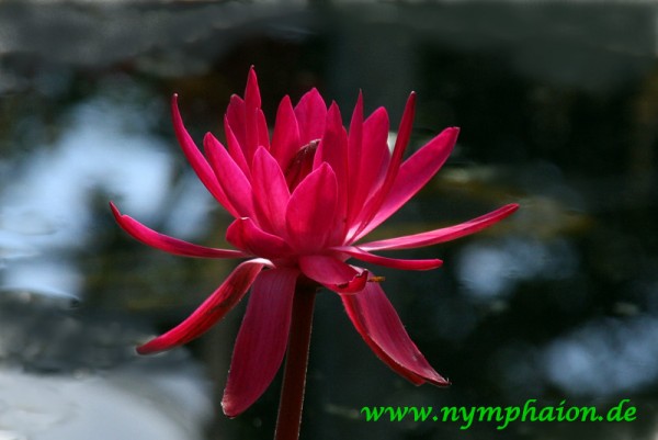 Nymphaea `Antares` - Tropische Seerose