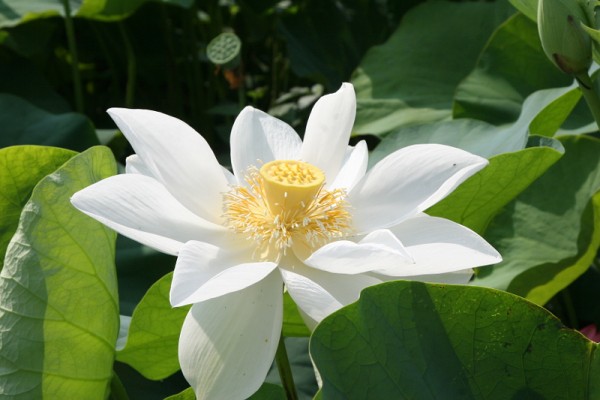 Nelumbo `Hoon` - Lotosblume