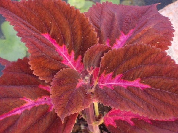 Solenostemon `Anja Freisinger` - Buntnessel