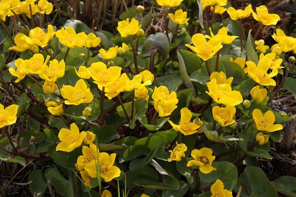 Caltha palustris `Goldschale`