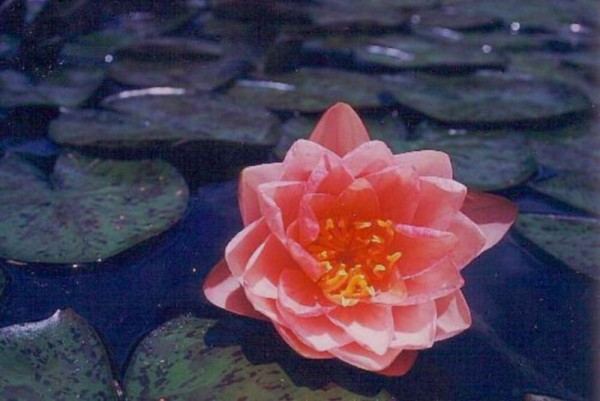 Nymphaea `Berit Strawn` - Winterharte Seerose